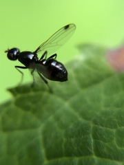 Sepsis fulgens