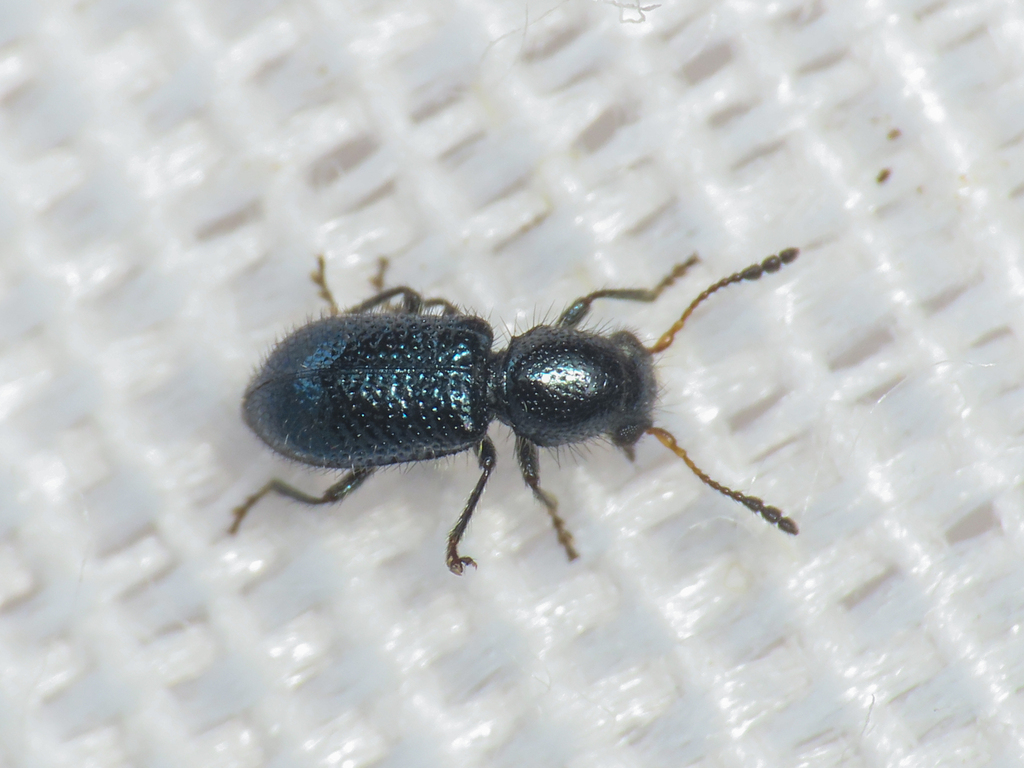 Korynetes pusillus