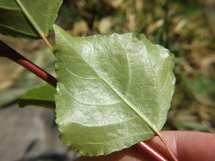 Populus nigra