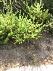 Rayjacksonia phyllocephala