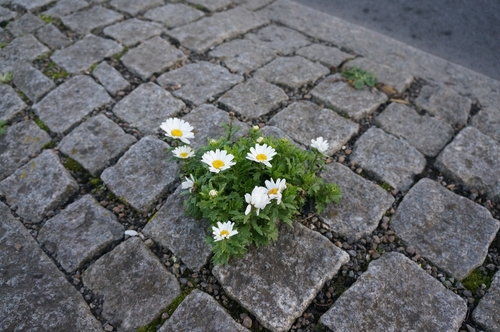 Mauranthemum paludosum, photograph 5