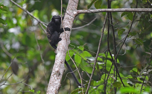 Eastern Black-handed Tamarin