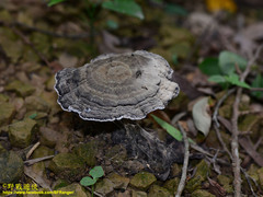 Sanguinoderma rugosum