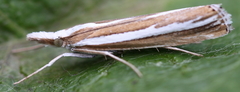 Catoptria fulgidella