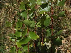 Populus nigra