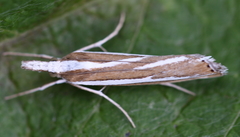Catoptria fulgidella
