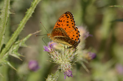 Argynnis elisa