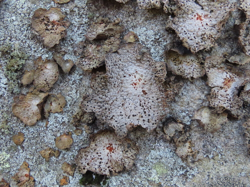 Common Toadskin Lichen