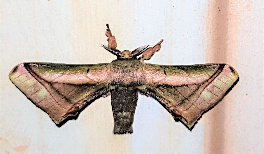 Epia lebethra