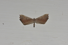 Macrosoma rubedinaria