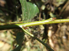 Populus nigra