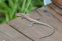 Emoia cyanura