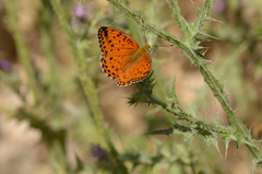 Argynnis elisa