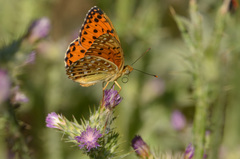 Argynnis elisa