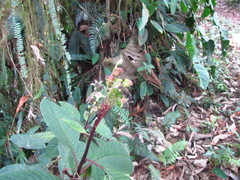 Burmeistera multiflora