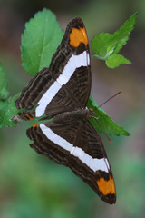 Adelpha fessonia