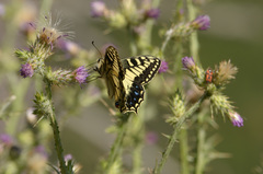 Papilio hospiton