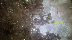 Eleutherodactylus guttilatus