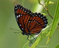 Limenitis archippus floridensis