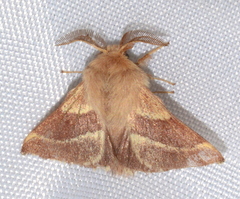 Malacosoma californica