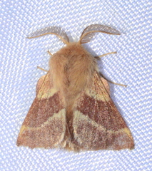 Malacosoma californica