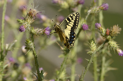 Papilio hospiton