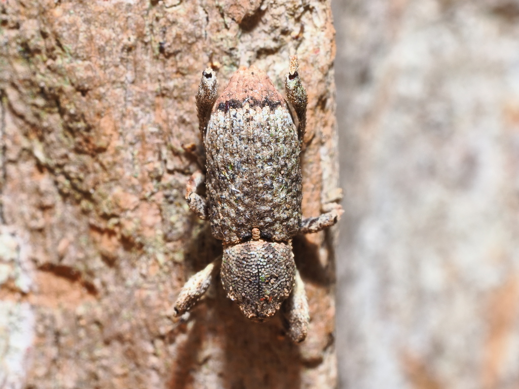 Camptorhinus robustus