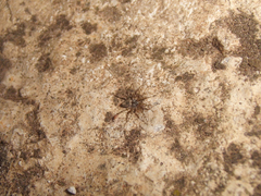 Oecobius maculatus