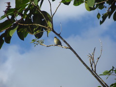 Zimmerius albigularis