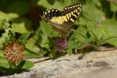 Papilio hospiton