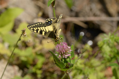 Papilio hospiton