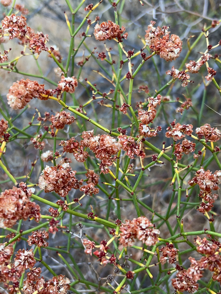 Eriogonum heermannii