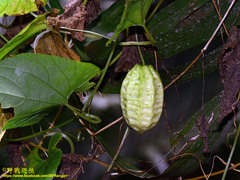 Thladiantha punctata