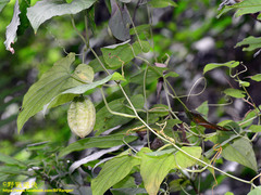 Thladiantha punctata