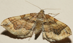 Pelurga comitata