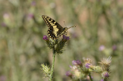 Papilio hospiton