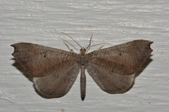 Macrosoma rubedinaria