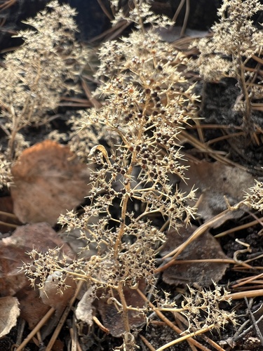 Image of Teloxys aristata by (c) Алёна Осипова, some rights reserved (CC BY)