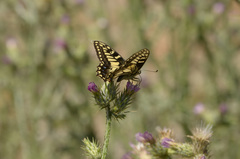 Papilio hospiton