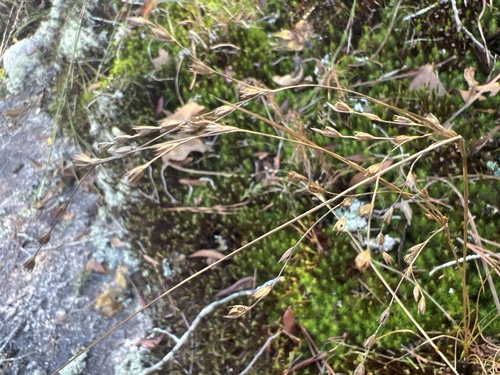 Georgia rush (Juncus georgianus)
