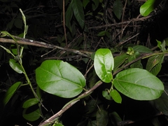 Aristolochia ovalifolia