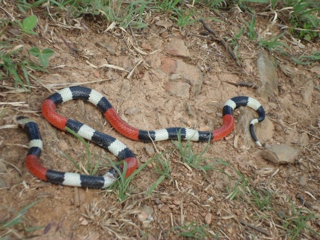 Balsas Coral Snake