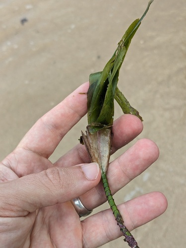 sickle-leaved cymodocea (Thalassodendron ciliatum)