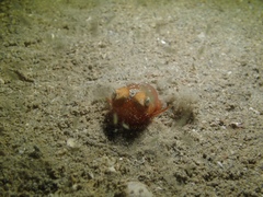 Sepiadarium austrinum