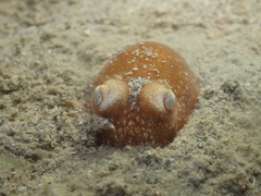 Sepiadarium austrinum