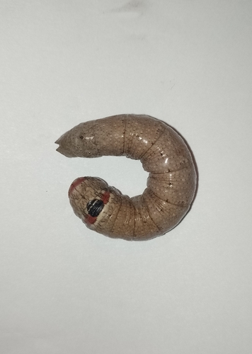Cramer's Sphinx (Erinnyis crameri)