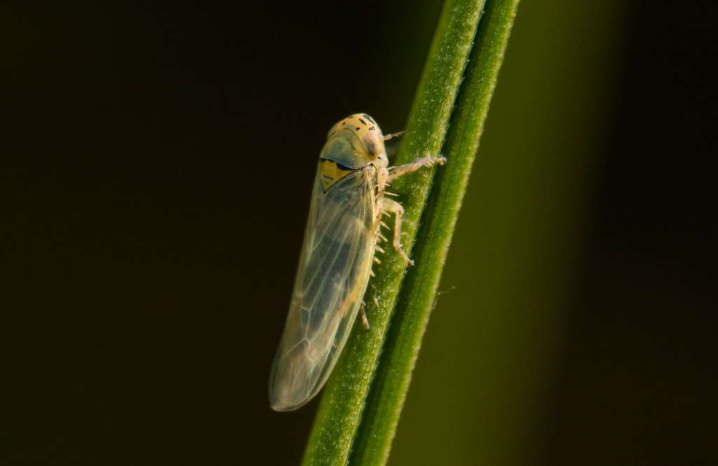 Macrostelini