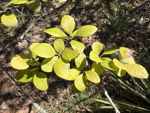 Image of Forestiera ligustrina by no rights reserved