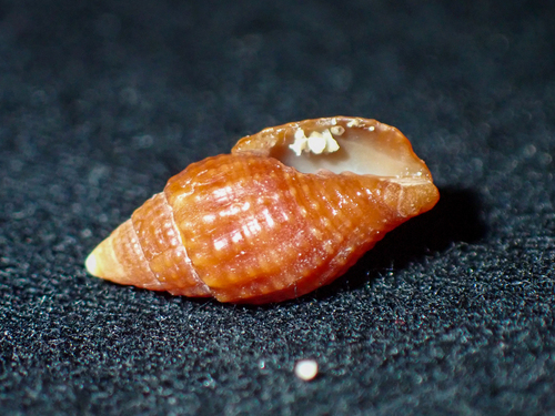 Neotiara nodulosa observed 2024-10-17