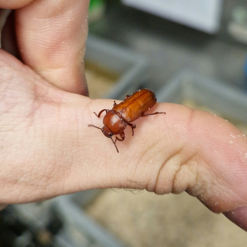 Mealworm beetle
